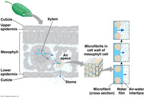 Cohesion of water molecules