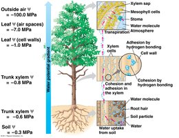 Cohesion and adhesion in xylem