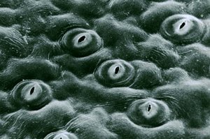 Stomata on leaf surface