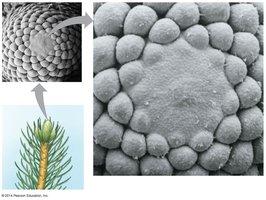 Phyllotaxy and shoot apical meristem