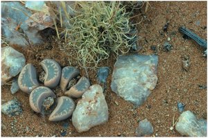 Stone plants (Lithops) in desert
