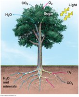 Tree showing resource acquisition and transport