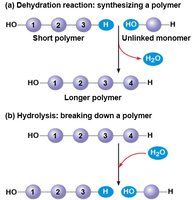 Dehydration and hydrolysis reactions