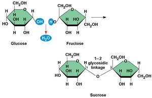 Formation of sucrose from glucose and fructose
