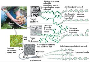 Comparison of starch, glycogen, and cellulose