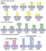 Amino acids and their side chains