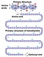 Primary structure of a protein
