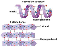 Secondary structure: alpha helix and beta sheet