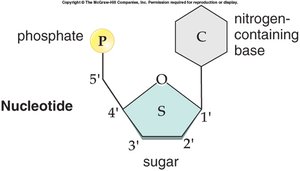 Nucleotide structure
