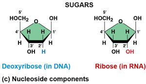 Sugars of nucleotides: deoxyribose and ribose