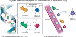 DNA and RNA structure and base pairing