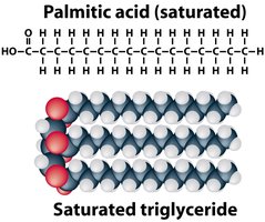 Saturated fat structure