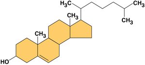 Steroid structure (cholesterol)