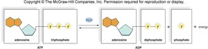 ATP hydrolysis releases energy