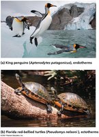 Endothermic and ectothermic animals