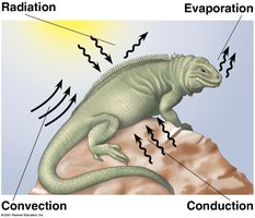 Physical processes of heat exchange