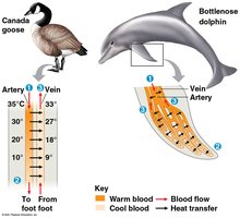 Countercurrent heat exchange in animals