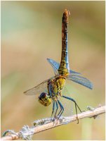 Behavioral thermoregulation in insects