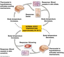 Hypothalamic control of body temperature