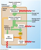 Energy flow and transformation in animals