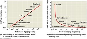 Relationship between body size and metabolic rate
