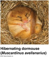 Hibernating dormouse