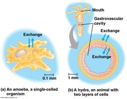 Exchange in single-celled and simple multicellular organisms