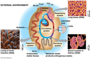 Internal organization and exchange surfaces in animals