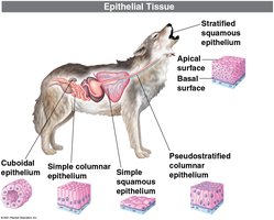 Types of epithelial tissue in animals