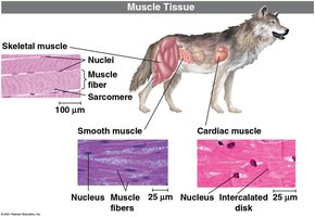 Types of muscle tissue in animals