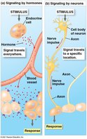 Comparison of endocrine and nervous signaling