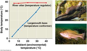 Regulator vs. conformer body temperature