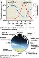 Circadian rhythm in body temperature and melatonin