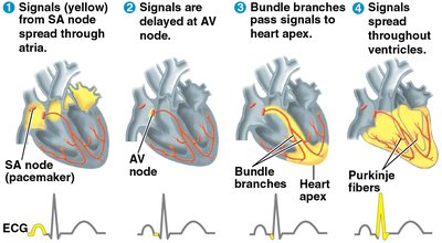 Electrical conduction system of the heart