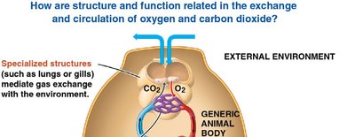Diagram showing gas exchange between animal and environment