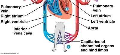 Diagram of mammalian cardiovascular system (lower body)