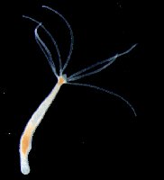 Hydra nervous system