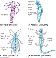 Comparative nervous systems: ventral and dorsal nerve cords