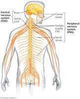 Central and Peripheral Nervous System diagram