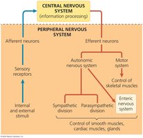 Divisions of the peripheral nervous system