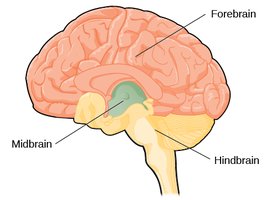 Major regions of the vertebrate brain