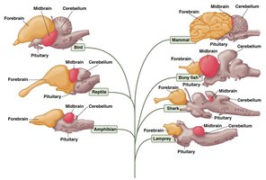 Comparative brains of vertebrates