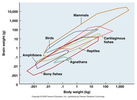 Brain size vs. body weight in vertebrates