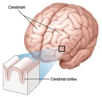 Cerebral cortex structure