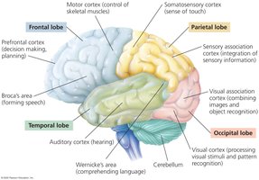 Brain lobes and their functions