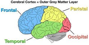 Cerebral cortex lobes