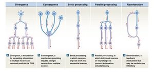 Examples of neural circuit types