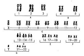 Human chromosomes grouped into 7 classes