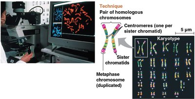 Karyotype preparation and analysis