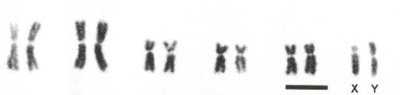 Karyotype of the gall fly Tomoplagia rudolphi